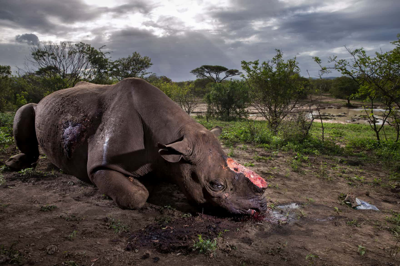Image: Brent Stirton